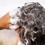 shampoo power gold 3